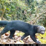 Con cámaras trampa, la Alcaldía de Medellín registra 21 especies de mamíferos en áreas de conservación