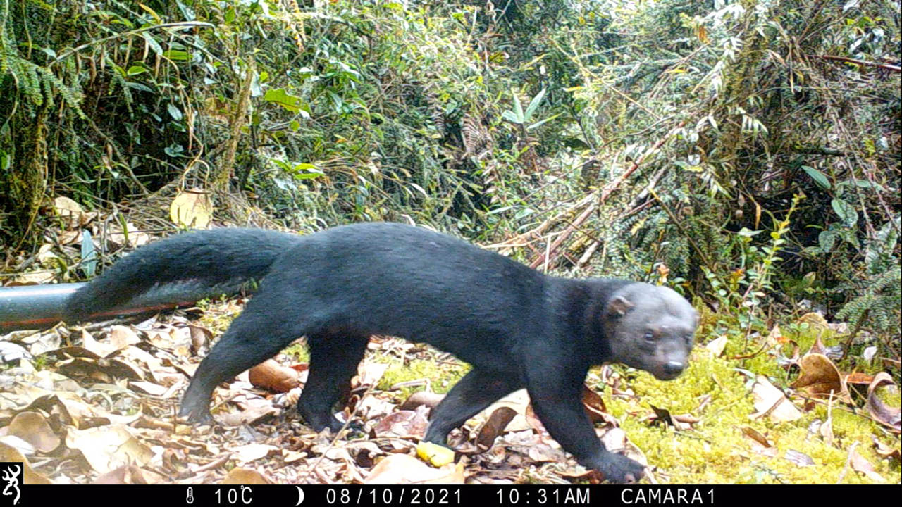 Con cámaras trampa, la Alcaldía de Medellín registra 21 especies de mamíferos en áreas de conservación