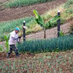 Medellín recibe 500 mil dólares de cooperación internacional para impulsar agricultura inteligente en sus corregimientos
