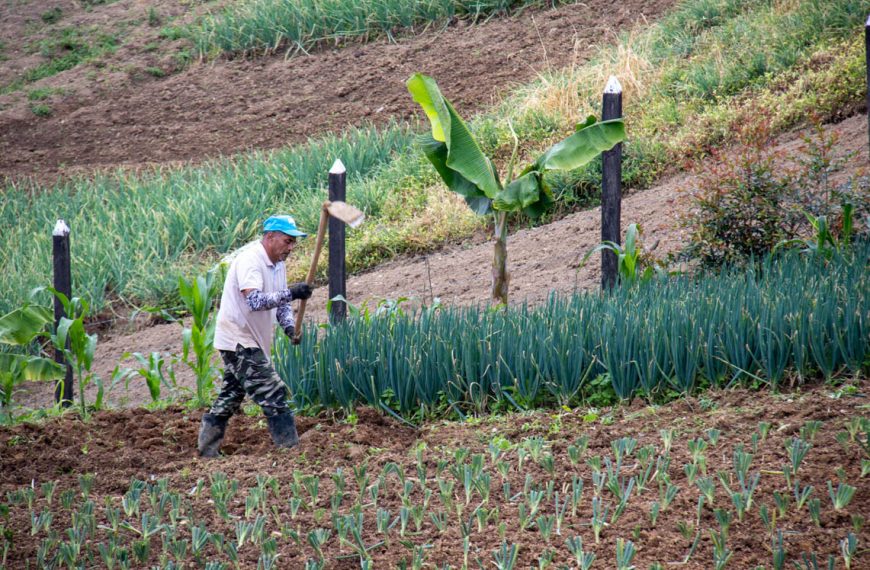 Medellín recibe 500 mil dólares de cooperación internacional para impulsar agricultura inteligente en sus corregimientos